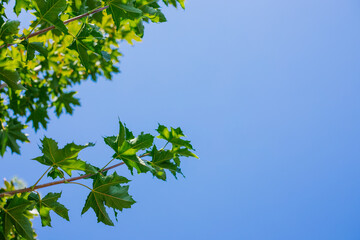 Green juicy leaves against the blue sky. Clear and bright sky.