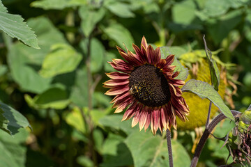 A closeup picture of a beautiful red sunflower with a bee in Lund, Scania in southern Sweden