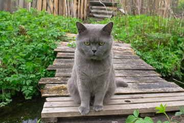 Grey cat, British sitting on a wooden bridge near the forest.