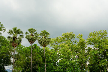 A forest with three palm trees and a gray sky