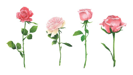 Watercolor set with roses on a white background