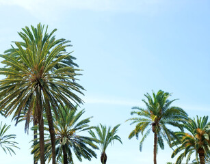 Tops of many palms (Phoenix canariensis) typical for Canary Islands and Africa, bright blue sky, bright sunny day.