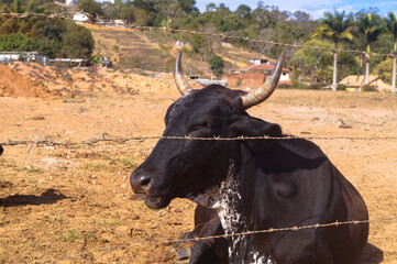 um boi preto tomando sol pela manha na fazenda