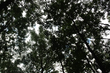 evening sky through the crowns of trees