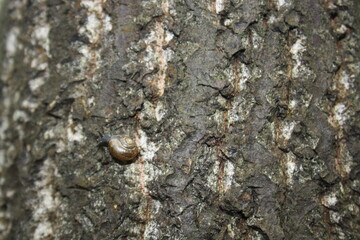 snail crawling on tree bark
