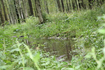 small body of water in the forest