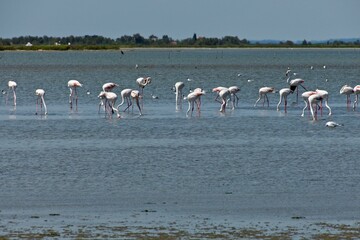 Naklejka premium Camargue Sainte Marie de la mer Flamants Roses