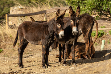 Family of black donkeys in summer