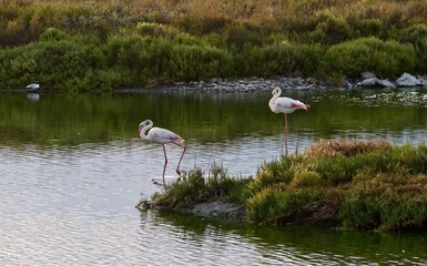 Camargue Sainte Marie de la mer Flamants Roses