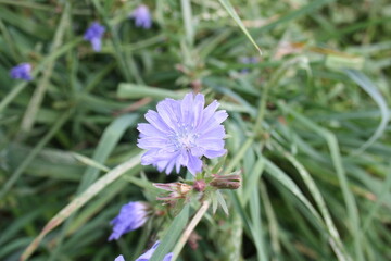 beautiful lilac flower in green grass