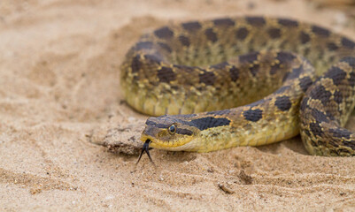 Snake flicking it's tongue