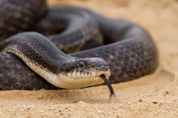 Eye level with a snake