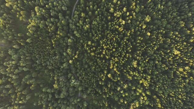 Aerial top view over alpine forest durring sunset among rural path. Cinematic drone shot flying over gravel road in pine tree forest.