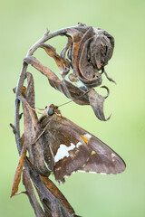 Skipper butterfly on plant