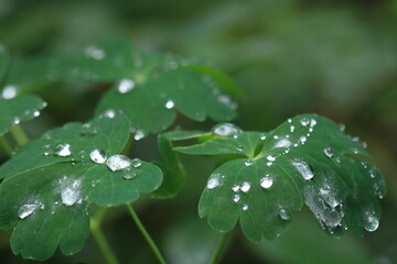 Gouttes d'eau