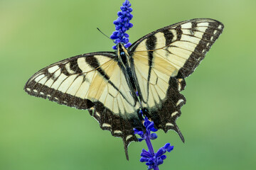 Swallowtail butterfly