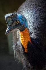 portrait of northern cassowary bird