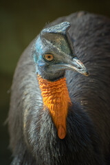 portrait of northern cassowary bird