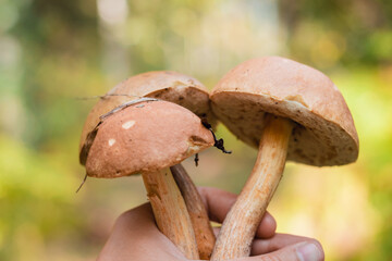 Boletus edulis edible mushroom in the forest