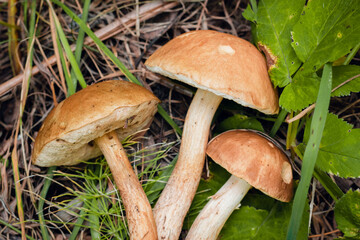 Boletus edulis edible mushroom in the forest