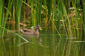 Duck swimming in the blue lake