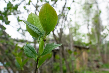 young branch of an Apple tree with green leaves