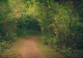 Woodland path