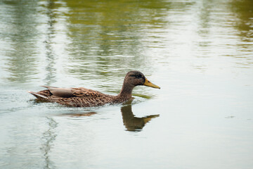 Duck swimming in the blue lake