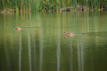 Duck swimming in the blue lake