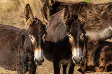 Family of black donkeys in summer