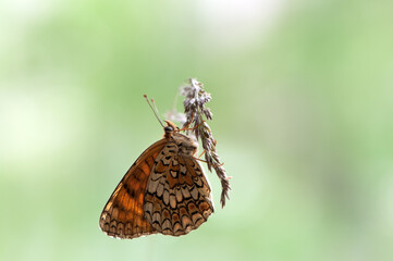 beautiful and elegant butterfly Melita on the flower awaits dawn early in the morning