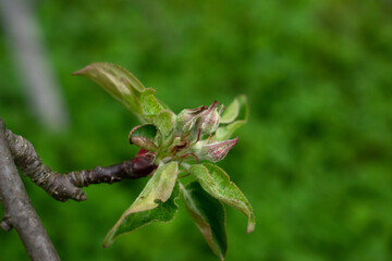 The beginning of flowering of Apple trees is an emerging Bud