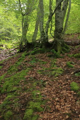 Fototapeta premium Forêt ariégeoise 