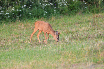 Roe deer with antler grazing grass in meadow