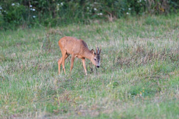 Roe deer with antler grazing grass in meadow