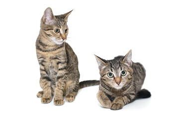 Obraz premium Two small, gray tabby kittens sit side by side