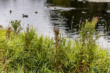 Obraz na płótnie Canvas reeds in the water