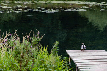 Big duck sits on the pier by the lake