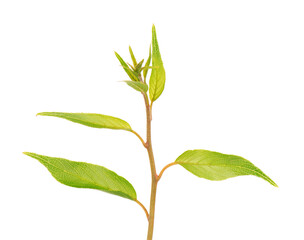 Green branch of kiwi leaves, isolated on white background. Spring with leaves of kiwi.