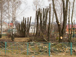 Scheduled pruning of trees in park in spring. Cropped trees. Trunks with cut branches, large logs,...