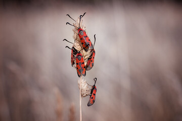 Group of butterfies Bloodword burnet (Zygaena laeta), Slovakia