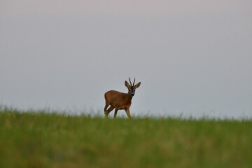 Portrait of roe deer with antlers in a rut looking for a doe in a meadow 