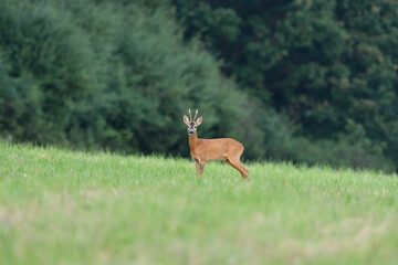 Portrait of roe deer with antlers in a rut looking for a doe in a meadow 