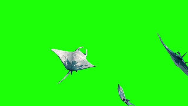 Group of Manta Ray Swim Back Green Screen 3D Rendering Animation 4K
