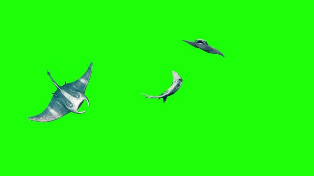 Group of Manta Ray Swim Green Screen 3D Rendering Animation 4K