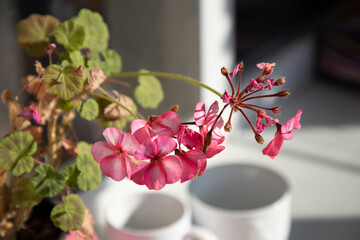 Pink geranium flower in sunlight