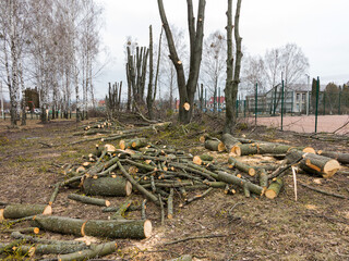 Scheduled pruning of trees in park in spring. Cropped trees. Trunks with cut branches, large logs,...