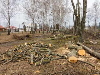 Scheduled pruning of trees in park in spring. Cropped trees. Trunks with cut branches, large logs, firewood