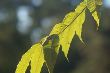 zoom em um ramo de belas folhas verdes