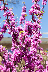 Obraz premium Beautiful pink flowers on the branches of tree with selective focus. Creative processing in light key